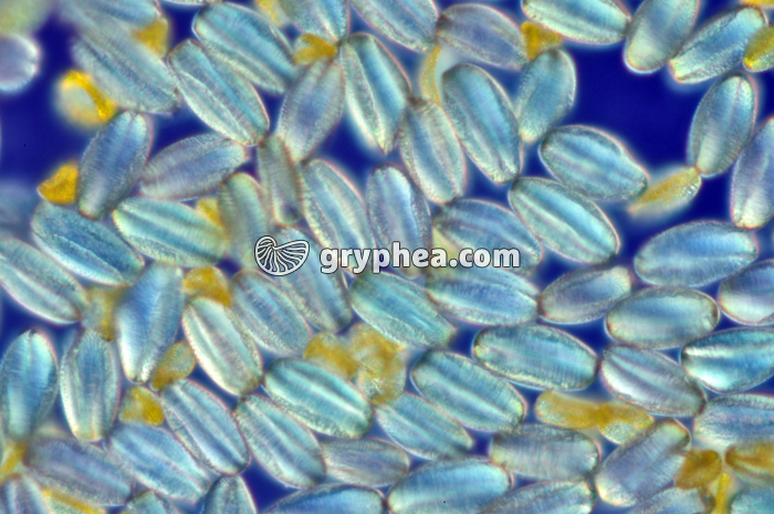 Pollen Coquelicot x150 - gryphea.org